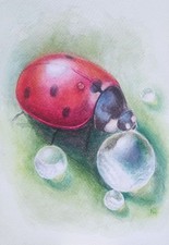 Aquarell Marienkäfer Original