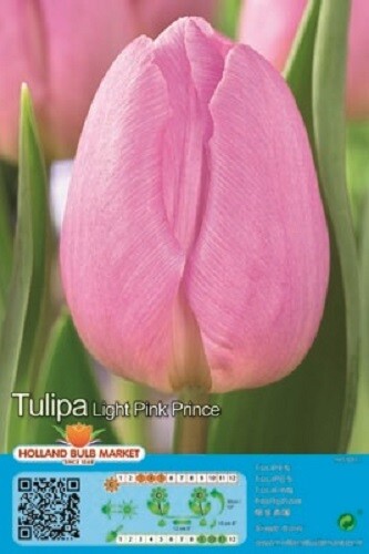 Tulpen - (◕‿◕)\@,