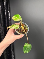 Philodendron emerald queen - emerald,