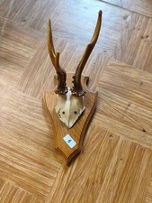 Rehbock-Trophäe auf Holzschild, ca. 30 cm, Jagdtrophäe Geweih