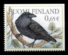 Vögel. Kolkrabe (Corvus corax). 1W. Finnland 2004
