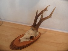Reh Geweih Rehgeweih Rehbock