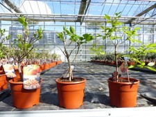 Kaki Baum Bonsai 50 - 60 cm