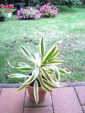 Drachenbaum Dracaena aus Madagaskar