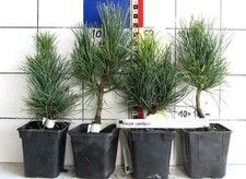 Pinus cembra,   echte Zirbelkiefer / Arve       - Pflanze -