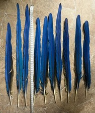 10 lange Papageienfedern vom