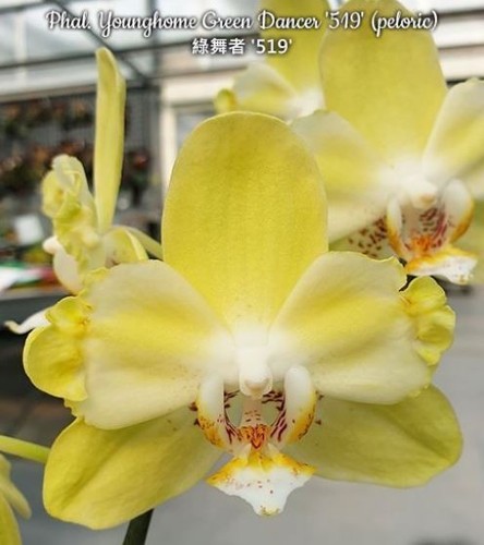 Phal younghome green dancer - younghome,