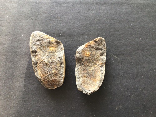 Fossil knolle 5x3x2 - knolle, ca.