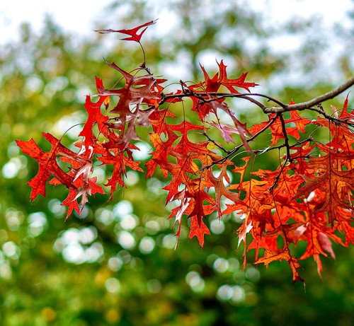 Quercus rubra 20cm - rubra, |