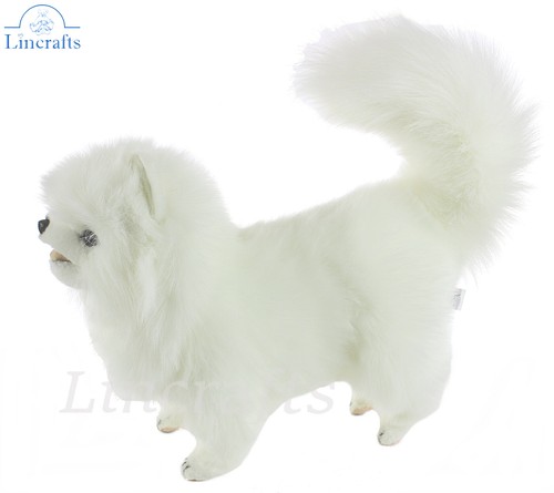Hansa weißer pommerscher hund - hansa,