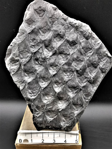 Lepidodendron obovatum - ,