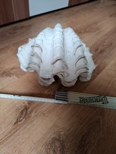 Riesenmuschel Tridacna gigas. Einzigartiges Naturprodukt. 2 Teile