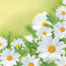 20 Servietten White daisies