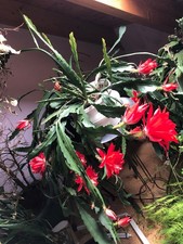 Epiphyllum , Blattkaktus