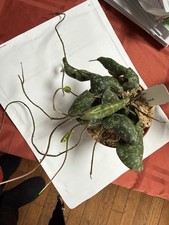 Hoya Imbricata Rare Plant