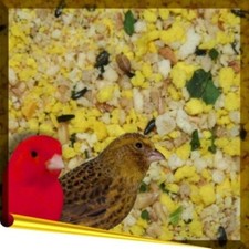 Complet Canary 1kg trockenes