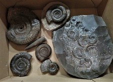 Fossiliensammlung Toarcium von Whiby GB