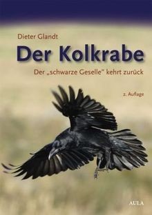Der kolkrabe schwarze - kolkrabe.,