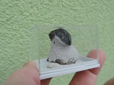 schöner Trilobit - Gerastos