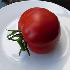 Tomate Red Butter Heart Fleischtomate Tomatensamen 10 Samen aus eigenem Anbau