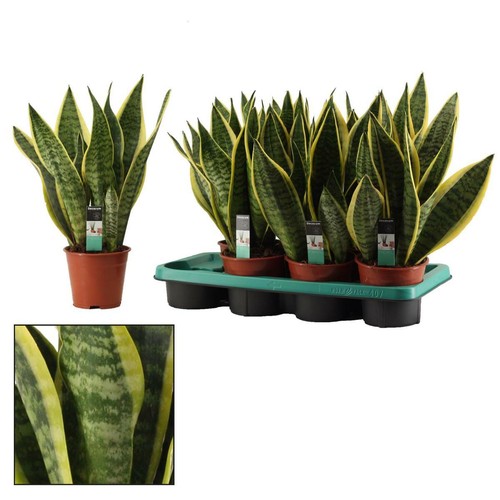 Sansevieria trifasciata futura - trifasciata,