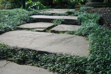 100 x Ophiopogon japonicus ‚Nana' (ZwergSchlangenbart)JAPANGARTEN