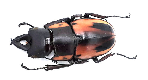 Lucanidae prosopocoilus - lucanidae,,