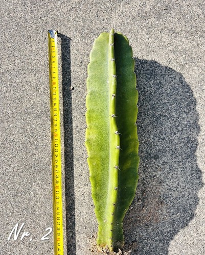 Selten riesen kaktus - 2,