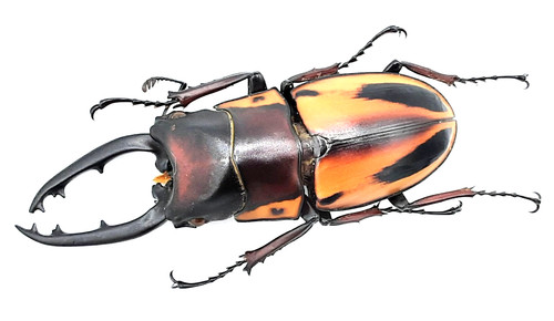 Lucanidae prosopocoilus - lucanidae,,