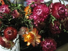 Strohblumen Strauß gertocknet ca. 30 cm lang bunt Trockenblume Herbstblume Kranz