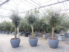 Olivenbaum 20 Jahre 200 cm