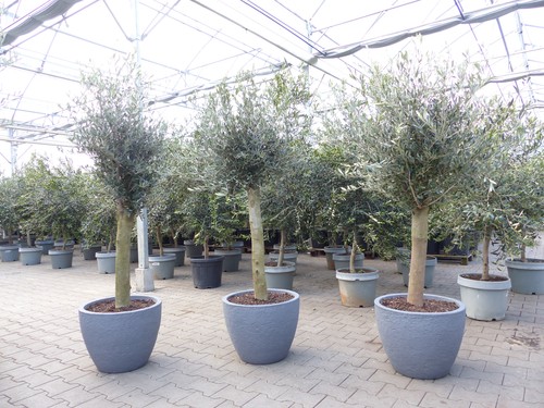 Olivenbaum jahre 200 cm - olivenbaum,