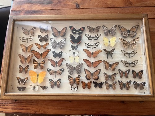 Schmetterlings sammlung - schmetterlings-sammlung, im