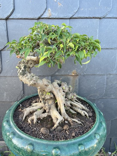 Bonsai ficus benjamin jahre - 50,