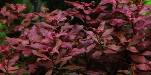 Aquarium pflanze ludwigia - aquarium,