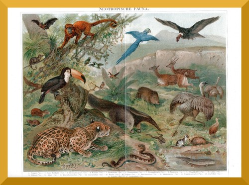 Neotropische fauna 130 jahre - fauna,