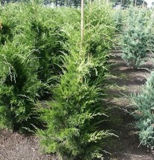 Zypressen Wacholder Canaeetii