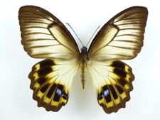Papilio tydeus ssp. obiensis
