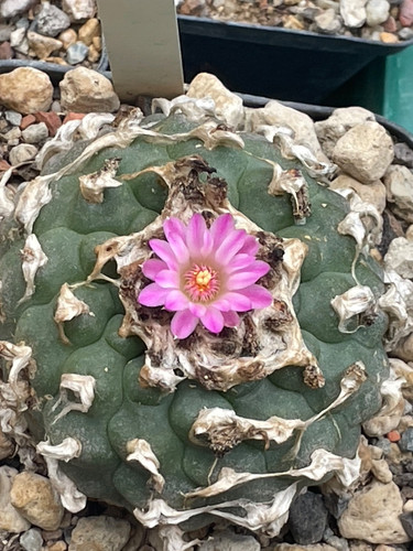 Ariocarpus fricii 7 - fricii,