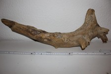 Treibholz Holzwurzel