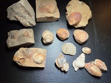 Fossiliensammlung großer Teil aus Reinbeker Gestein Lot 9 aus dem Tertiär