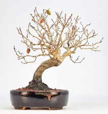 Bonsai Kakipflaume - Diospyros