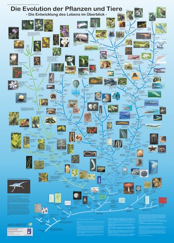 Bio poster evolution - bio-poster, der