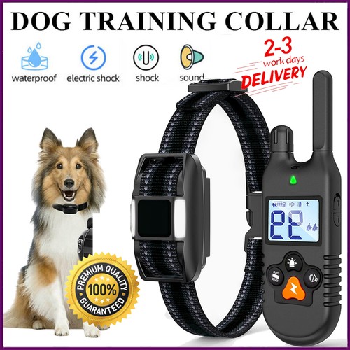 1000m hund ausbildung - 1000m,