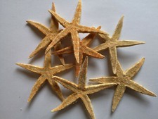 Seestern, maritime Dekoration echter Seestern, getrocknet 5-10cm