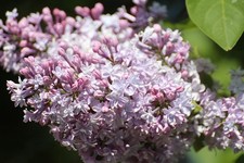 2 winterharte lachsfarben Flieder-Bäume schnellwüchsige Pflanzen für den Garten