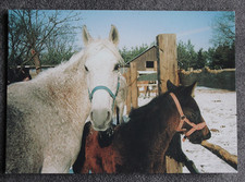 Postkarte Shagya Araber,Pferd,Arabische Pferde,Horse,Tier,Tiere,AK,Ansichtskarte