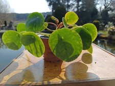 pilea peperomioides