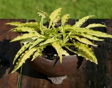 Hosta Funkie " Dragon Tails "