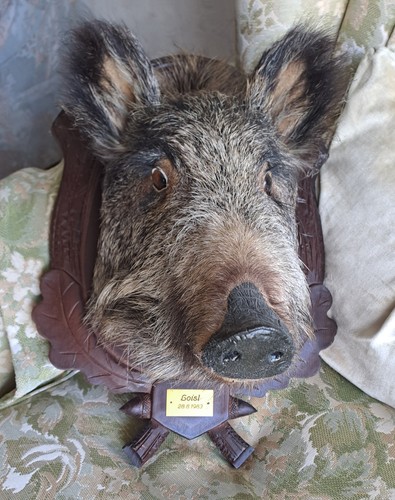 Wildschwein kopf schädel - wildschwein,